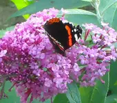 DSC00476.webp