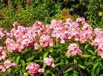 CIMG7517.webp