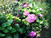 CIMG7519.webp