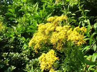 CIMG7520.webp