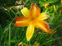 CIMG7525.webp