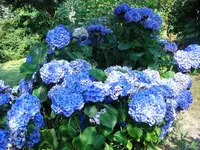 CIMG7526.webp