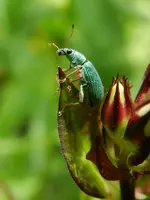 Grüner Käfer_140.webp