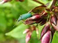 Grüner Käfer_145.webp