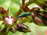 Grüner Käfer_142.webp