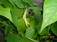 Bohnen I 100_1136 (Large).webp