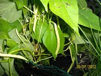 Bohnen II 100_1147 (Large).webp