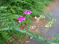 Unbekannte II 100_1141 (Large).webp