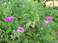 Wicke I 100_1138 (Large).webp
