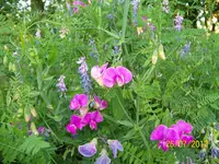 Wicke II 100_1139 (Large).webp