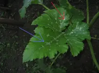 zucca.webp