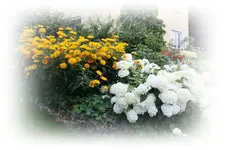 Garten Elfriede  (4) 22.07 (Kopie).webp