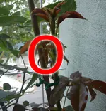 spinnmilben.webp