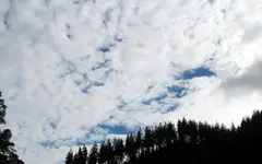 Copy of IMG_2319v.webp