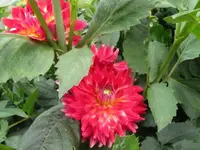 067.webp