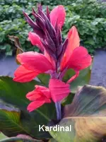 31.webp