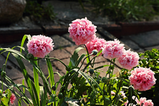 gefüllter rosa Fransenmohn_smaller.webp