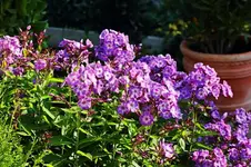 lila_weißer Phlox_smaller.webp