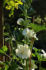 weiße Stockrose_smaller.webp