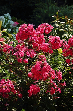 pinkfarbener Phlox_smaller.webp
