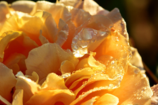 Caramella mit Morgentau_smaller.webp