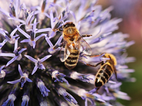 Bienen auf Distel_smaller.webp