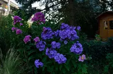 20120727-095240-MIO_6270.webp