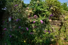 20120727-095712-MIO_6295.webp