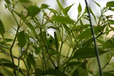 chilli2.webp