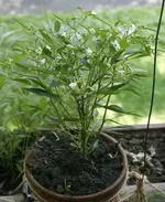 chilli1.webp