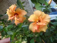 DSC08991.webp