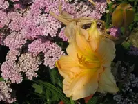IMG_fary tale pink3_800x600.webp