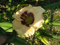 IMG_a 207_1024x768.webp