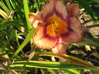 IMG_anja1.3_1024x768.webp