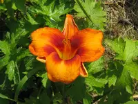 IMG_hot town3_1024x768.webp