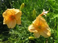 IMG_von anne_800x600.webp