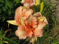 IMG_lady kin3_1024x768.webp