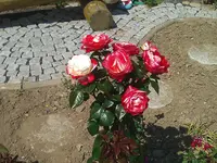 WP_000144.webp