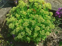 WP_000149.webp