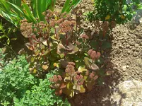 WP_000147.webp
