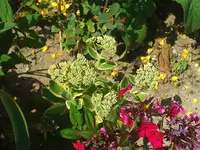 WP_000148.webp