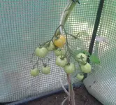 2012-07-25 11.54.44.webp
