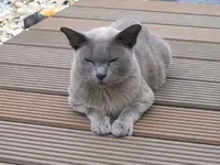 Felix.webp
