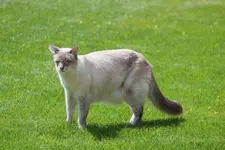 Tiger.webp