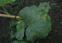 Gurke 3.webp