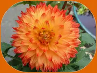003.webp