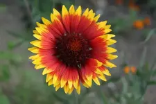 Korkade.webp