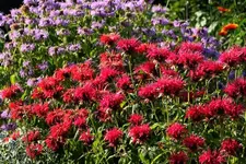 monarda in vollblüte.webp