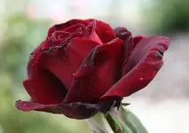 rose.webp
