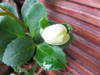 Christrose im Juli.webp